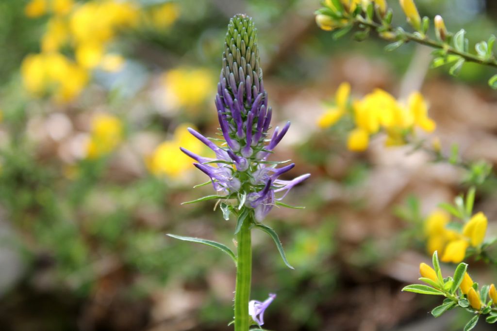 Phyteuma betonicifolium / Raponzolo a foglie di betonica